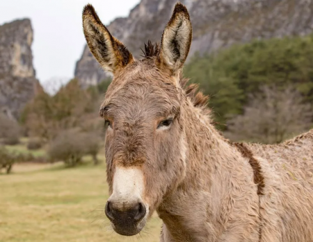 رؤية الحمار في المنام للعزباء